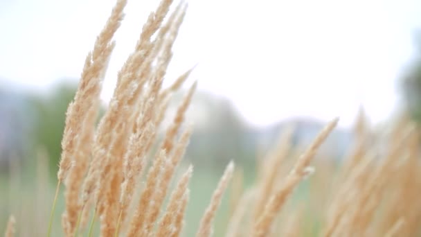 Närbild växterna, naturen i vass fältet. — Stockvideo