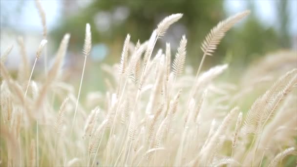 Закрыть желтые ячменные растения на пшеничном поле против неба — стоковое видео