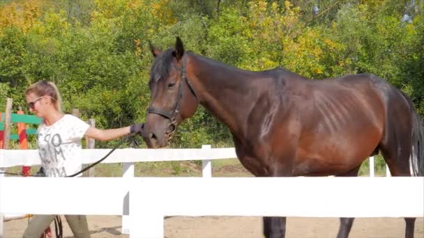 Rider går att hålla i sina hästar, ryttaren och hästen går tillsammans efter träningen. Djuromsorg. Begreppet hästar och människor. — Stockvideo