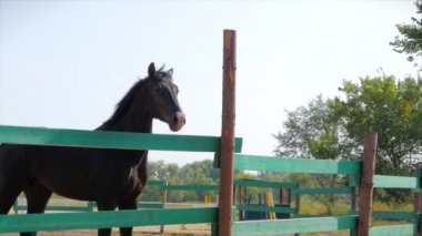 Genç Aygır, Zarif Safkan At. Havacı da koşan karanlık boğulma atı. Hayvan Bakımı. Atlar ve İnsanlar Kavramı Yaz.