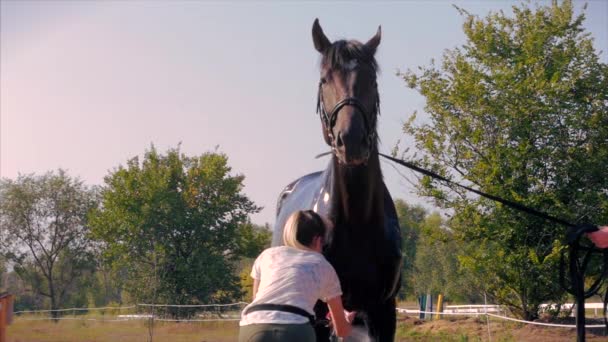 ライダーは馬を洗う。美しいサラブレッドの馬が背景の夕日に立っています。動物の世話をする馬と人の概念. — ストック動画