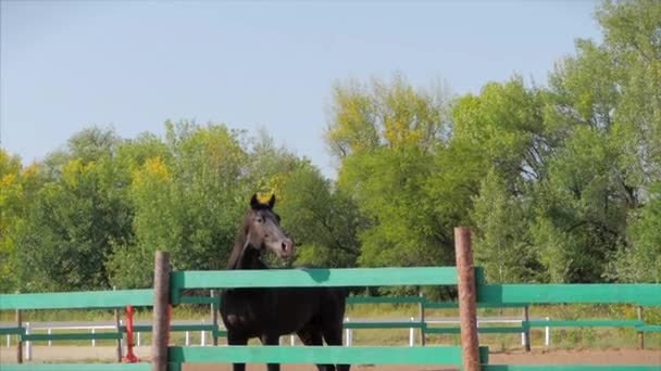 Young Stallion, Elegant Thoroughbred Horse. Dark Drown horse running in the aviary. Animal Care. Concept Summer of Horses and People. — Stock Video