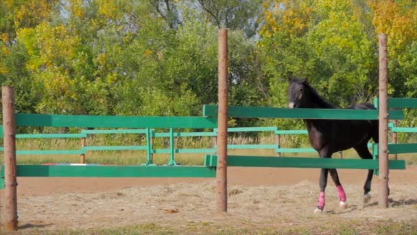 Junger Hengst Elegantes Vollblutpferd Dunkel Ertränken Pferd Läuft Der Voliere — Stockvideo