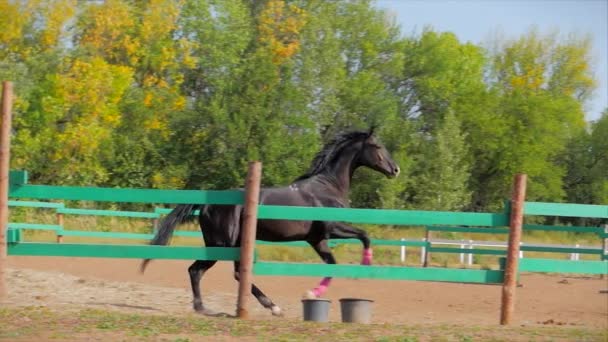 Fiatal Stallion Elegáns Telivér Horse Sötét Drown Fut Madárház Állatgondozás — Stock videók