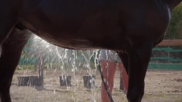 Cavaleiro lava cavalo. Um belo cavalo puro-sangue fica no pôr-do-sol de fundo. Cuidados com animais. O conceito de cavalos e pessoas . — Vídeo de Stock