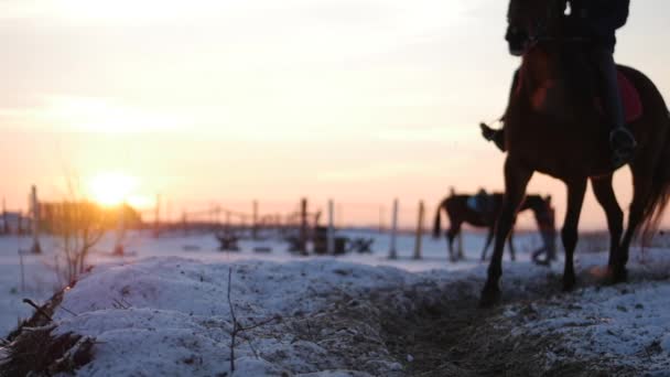 Cavalli con cavalieri cavalcare in voliera, inverno in strada contro il bellissimo tramonto, primo piano. Bellissimo cavallo con cavaliere in inverno, movimento lento. Girato su Steadicam . — Video Stock