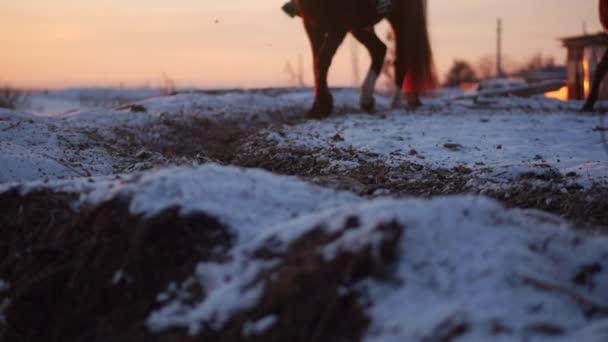 Hästar med ryttare rida i voljär, vinter på gatan mot den vackra solnedgången, närbild. Vacker häst med ryttare på vintern, långsam rörelse. Skott på Steadicam. — Stockvideo