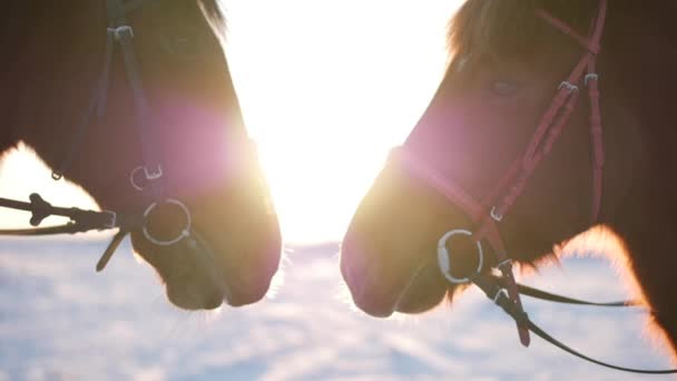 Hengst met een merrie ingedrukt gezichten bij zonsopgang, twee prachtige paarden poseren voor de camera, een paard met een renner in de winter bij zonsondergang, close-up. Slow-motion. Schieten op stedikam, Concept liefde. — Stockvideo