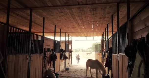 馬小屋で撮影, 小さなポニーは、カメラを見て、厩舎の周りを歩きます.動物の世話をする馬と人の概念. — ストック動画