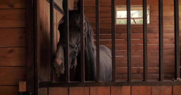 美しいサラブレッドの馬は、カメラを見て金属棒の後ろの馬小屋にあります。動物の世話をする馬と人の概念. — ストック動画
