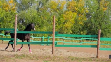 Genç Aygır, Zarif Safkan At. Havacı da koşan karanlık boğulma atı. Hayvan Bakımı. Atlar ve İnsanlar Kavramı... Stok Görüntüleri. 4k