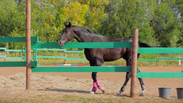 Jeune étalon, pur-sang élégant. Cheval brun foncé après castration, courant autour de la volière. Soins des animaux. Concept Été de chevaux et de personnes .