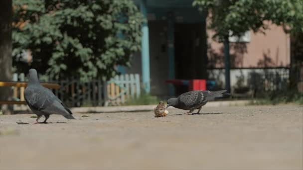 Gelukkig kind loopt na vogels, duiven vliegen op de achtergrond rennen naar hem een jongetje in de lucht. Concept van een gelukkige familie. Vrijheid van de jeugd. — Stockvideo