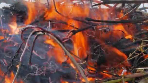 Die Natur brennt, Büsche, Zweige, grünes Gras, trockenes Schilf brennt in Sekundenbruchteilen mit einer mächtigen Flamme, dunkelblaue Rauchbällchen steigen auf. das Konzept der Sommerfeuer, gefährdete Natur, Dunkelheit — Stockvideo