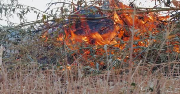 Natur brännskador, buskar, trädgrenar, grönt gräs, torra vass brinner med en kraftfull flamma i en bråkdel av en sekund, mörk blå bollar av rök stiga. Begreppet sommar bränder, natur i fara, mörk — Stockvideo