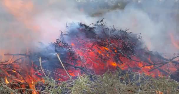 La nature brûle, les buissons, les branches d'arbres, l'herbe verte, les roseaux secs brûlent avec une puissante flamme en une fraction de seconde, des boules de fumée bleu foncé s'élèvent. Le concept des feux d'été, la nature en danger, l'obscurité 