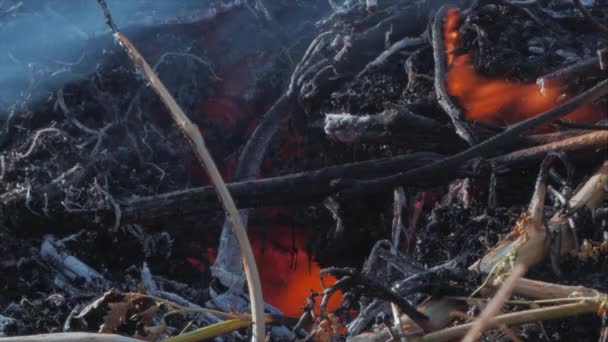 Queimaduras na natureza, arbustos, galhos de árvores, grama verde, canas secas queimaduras com uma chama poderosa em uma fração de segundo, bolas azuis escuras de aumento de fumaça. O conceito de incêndios de verão, a natureza em perigo, escuro — Vídeo de Stock