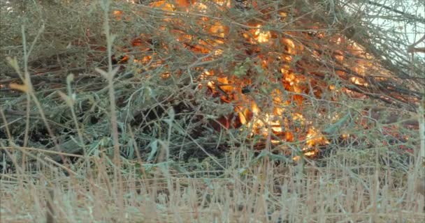 自然の火傷、茂み、木の枝、緑の草、乾燥したリードは、煙の上昇の第二の、暗い青色のボールのほんの一部で強力な炎で燃えます。夏の火災の概念、危険な自然、暗い — ストック動画