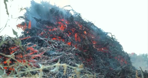 Természet égési sérülések, bokrok, fa ágak, zöld fű, száraz nád ég egy erős lángot egy töredéke a második, sötét kék golyó a füst emelkedése. Az elképzelés a nyári tüzek, a természet veszélyben, sötét — Stock videók