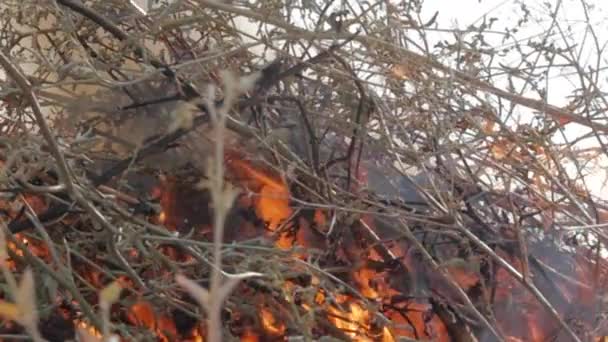 Queimaduras na natureza, arbustos, galhos de árvores, grama verde, canas secas queimaduras com uma chama poderosa em uma fração de segundo, bolas azuis escuras de aumento de fumaça. O conceito de incêndios de verão, a natureza em perigo, escuro — Vídeo de Stock