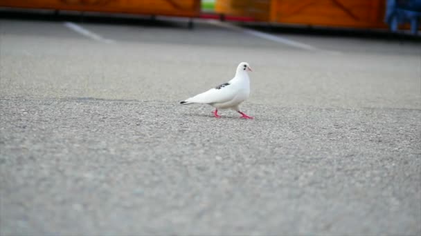 Pombo branco caminha no asfalto no Parque . — Vídeo de Stock