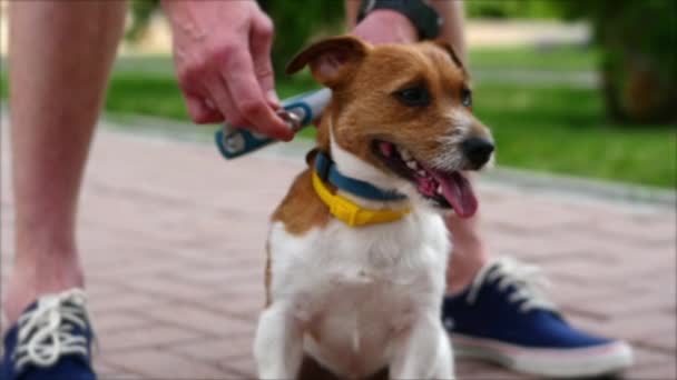 Jongeman staat op straat met zijn aantrekkelijke Terrier hond aan een gele leiband. — Stockvideo