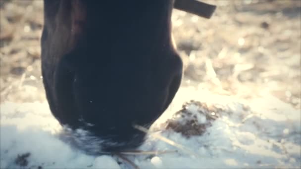 Γκρο πλαν ενός αλόγου αναπνέει το χειμώνα, αφήνει ανοικτά ατμού. Αργή κίνηση. — Αρχείο Βίντεο