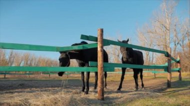 Genç Aygırlar, Zarif Safkan At. Kuşhanede koşan Kara Boğulma Atı. Hayvan Bakımı. Atların ve İnsanların Yazı kavramını.