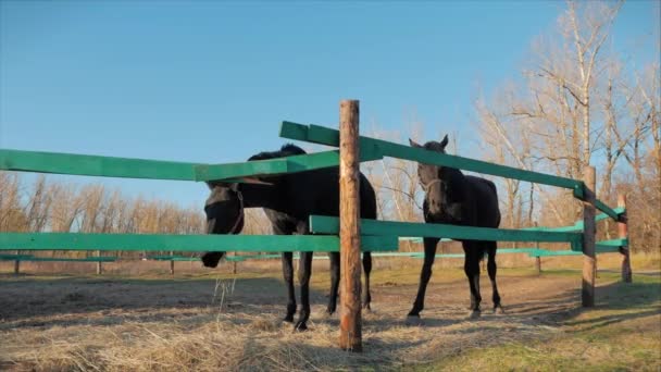 Joven semental, elegante caballo de pura raza. Caballo oscuro ahogado corriendo en el aviario. Cuidado de animales. Concepto Verano de Caballos y Personas . — Vídeo de stock