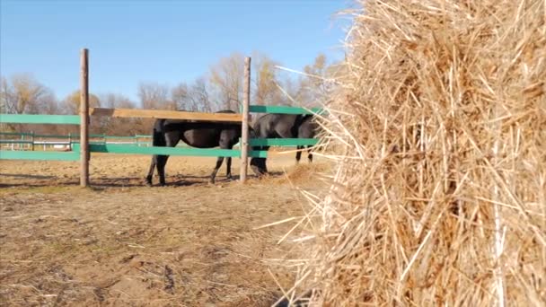 Giovani Stalloni, Elegante Cavallo Purosangue. Cavallo annegato scuro che corre nella voliera. Cura degli animali. Concetto Estate dei Cavalli e delle Persone . — Video Stock