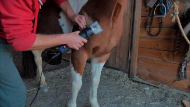 Jinete hace un corte de pelo para el pelo de un joven poni, un caballo de pura raza elegante. Cuidando a los animales. El concepto de caballos de verano y personas . — Vídeo de stock