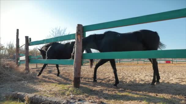 Joven semental, elegante caballo de pura raza. Caballo oscuro ahogado corriendo en el aviario. Cuidado de animales. Concepto Verano de Caballos y Personas . — Vídeos de Stock