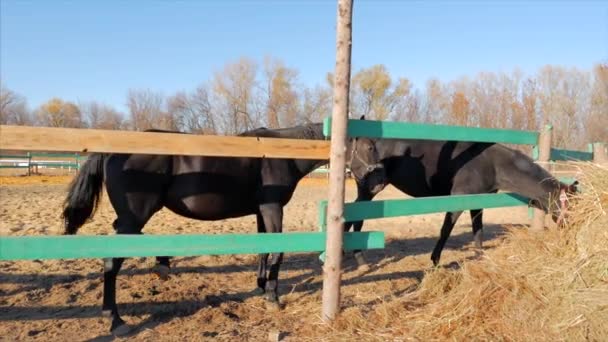 Bébé étalon, marche à côté de sa mère avec un cheval. Concept Été de chevaux et de personnes . — Video