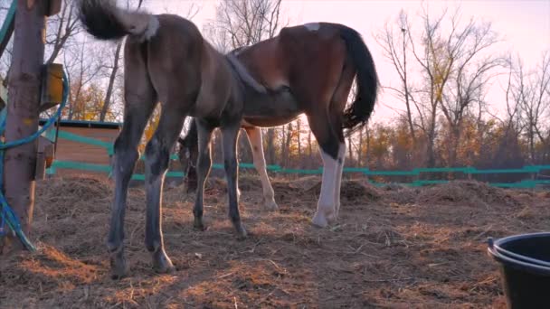 Bambino Stallone, cammina accanto a sua madre con un cavallo.Cura degli animali. Concetto Estate dei Cavalli e delle Persone . — Video Stock