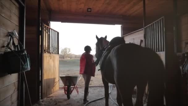 A lovas kijön az istállóból idegenvezetőnek tartva a lovát, napnyugtakor kijön az istállóból. Állatgondozás. A lovak és az emberek fogalma. — Stock videók