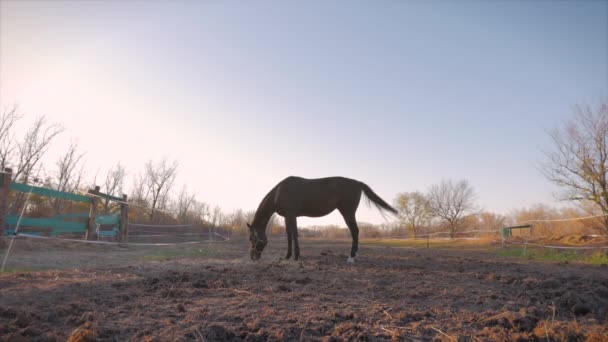 Beautiful thoroughbred horse graze in the meadow, eat grass. Animal care. Concept of horses and people. — Stock Video