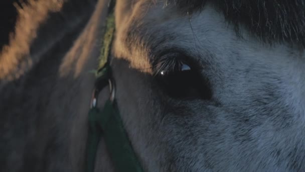 Closeup άποψη του λυπημένος σκούρο καφέ μάτια ενός αλόγου στο φωτεινό φως του ήλιου που στέκεται στο στάβλο. Στο φόντο των Ακτίνων του Ήλιου, Άλογο στέκεται στο sump. Θλιμμένο βλέμμα αλόγου.. — Αρχείο Βίντεο