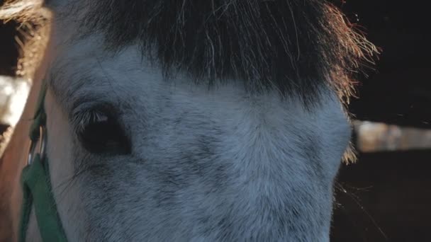 Vista de cerca de los tristes ojos marrones oscuros de un caballo en la brillante luz del sol que se encuentra en el establo.Sobre el fondo de los rayos del sol, Caballo se encuentra en el sumidero. Mirada abatida de un caballo . — Vídeo de stock