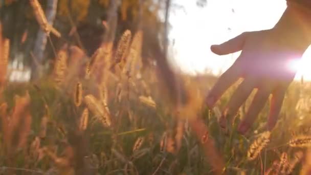 Жіночий фермер рука зворушливо, зворушливо трава, пшениця, кукурудза сільського господарства на полі проти красивий захід сонця. Стедікам постріл. Сільське господарство, восени поняття. Повільний рух — стокове відео