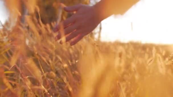 Vrouwelijke boer Hand aanraken aanraken van gras, tarwe, maïs landbouw op het veld tegen een prachtige zonsondergang. Steadicam schot. Landbouw, herfst Concept. Slow Motion — Stockvideo