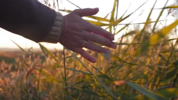 Samice zemědělce ruka se dotýká dotýká trávy, pšenice, kukuřice zemědělství na hřišti proti krásný západ slunce. Steadicam střela. Zemědělství, podzim koncept. Zpomalený pohyb — Stock video