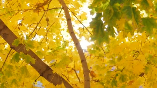 Sonbahar konsepti, sonbahar güneşli günü, rüzgardan sarkan yapraklar bir güneş patlamasının arka planında sallanıyor.. — Stok video