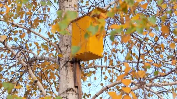 Herbstkonzept, sonniger Herbsttag, Blätter wiegen sich vor dem Hintergrund einer Sonneneruption im Wind. — Stockvideo