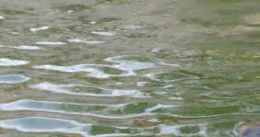 Suda iki su aygırı, hayvanat bahçesinde vahşi su aygırları, tehlikeli hayvanlar yaklaşıyor..