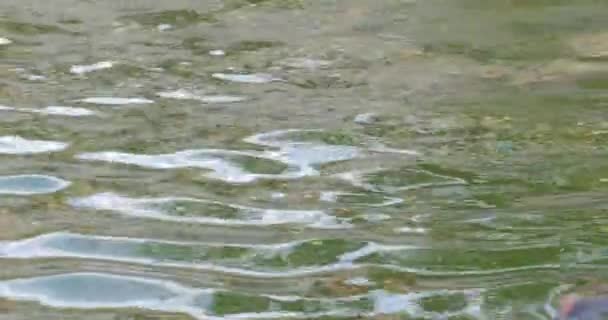 两只河马在水里，野生河马在动物园里群居，危险的动物靠近了. — 图库视频影像