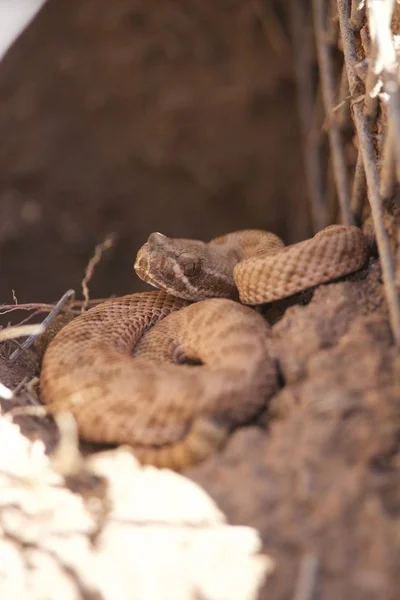 Small Rattlesnake Suns Itself Top Burrow — Stock Photo, Image