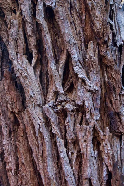 Stäng Upp Textur Trädet Bark Vertikala — Stockfoto