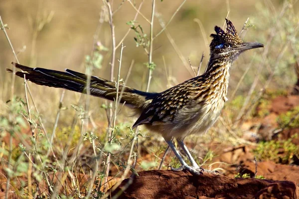 Roadrunner Står Ensam Morgon Solen Ljus — Stockfoto