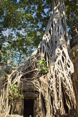Kökleri Surround kapı Tapınağı Angkor Wat Tapınağı, Kamboçya'da
