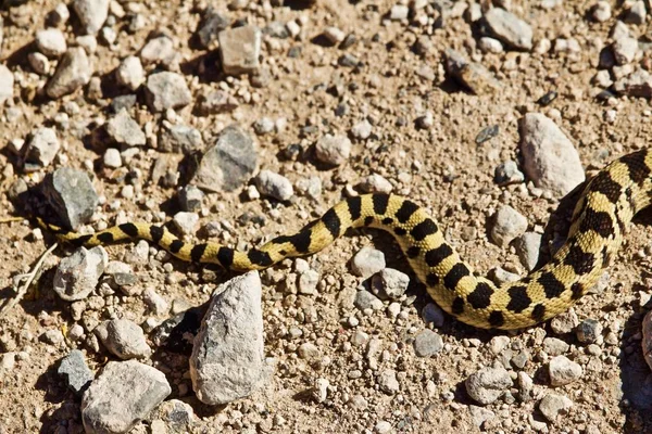 Colorido Modelado Cola Serpiente Camino Tierra —  Fotos de Stock